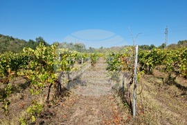 Южен Сакар - медиен тур "Международен ден на мавруда"