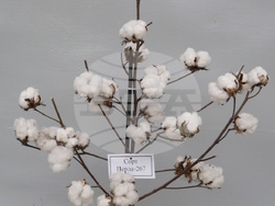 Сорт памук "Перла 267". Снимка: Личен архив на селекционера на памук проф. д-р на науките Ана Салджиева