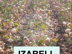 Насаждения със сорта памук "Изабелл". Снимка: Личен архив на селекционера на памук проф. д-р на науките Ана Салджиева