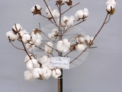 Сорт памук "Авангард 264". Снимка: Личен архив на селекционера на памук проф. д-р на науките Ана Салджиева