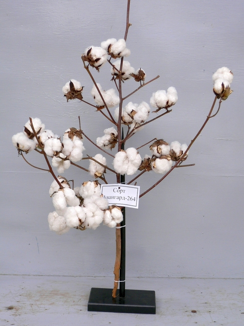 Cotton Expert: Bulgaria Offers Good Conditions for Growing Cotton, Decent Livelihood to Farmers 