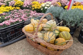 Румъния - фестивал за Хелоуин