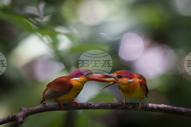 Учени разкриха защо пойните птици понасят силно кисели храни