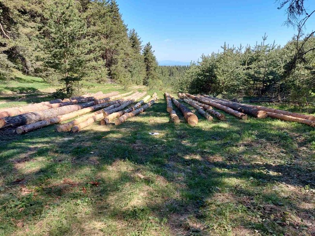 Незаконна сеч на 32 дървета установиха служителите на РДГ София