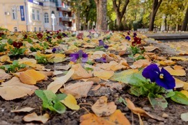 Добрич - златна есен