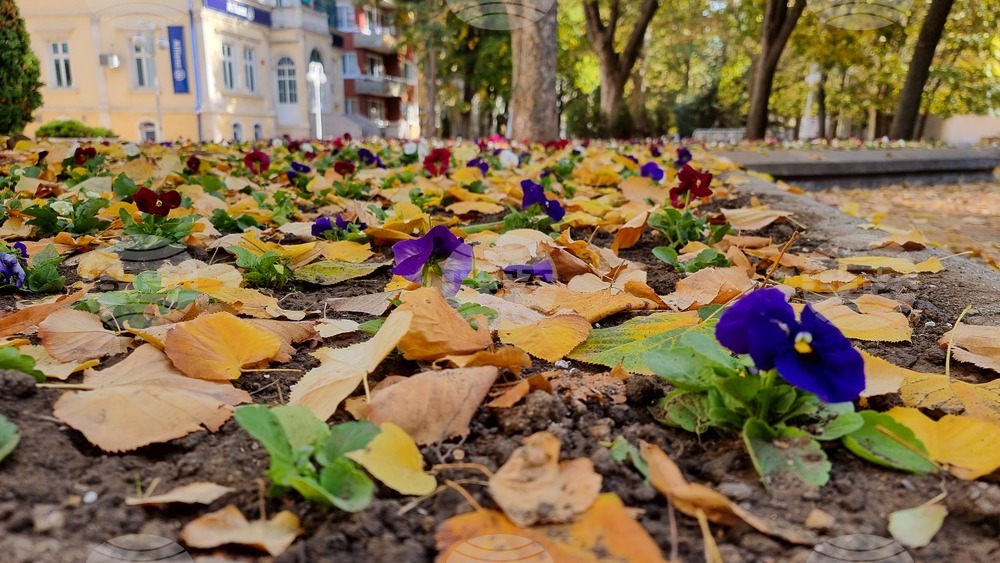 Добрич - златна есен