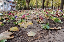 Добрич - златна есен