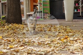 Добрич - златна есен