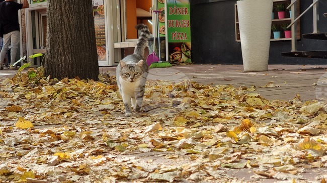 Добрич - златна есен