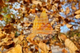 Добрич - златна есен