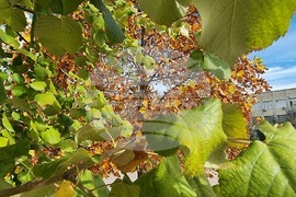 Добрич - златна есен