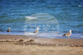 Бургас - Международен ден на Черно море