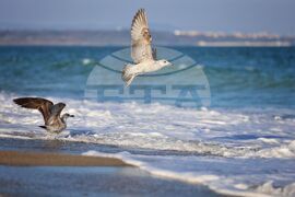 Бургас - Международен ден на Черно море