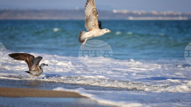 Отбелязваме Международния ден на Черно море