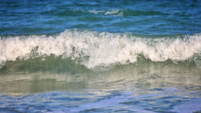 България ще участва в международна инициатива за опазване на китоподобните бозайници