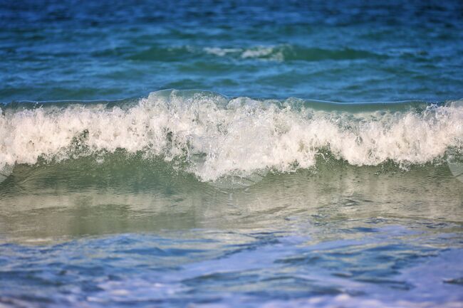 Мъртъв делфин от вида Муткур е открит и премахнат от плаж в курортен комплекс Златни пясъци