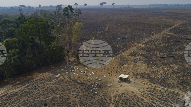 Учени в Бразилия лишават дървета от вода, за да тестват лимита на Амазония 