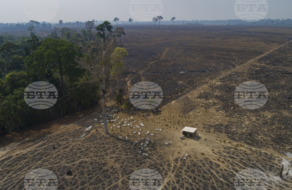 Учени в Бразилия лишават дървета от вода, за да тестват лимита на Амазония 