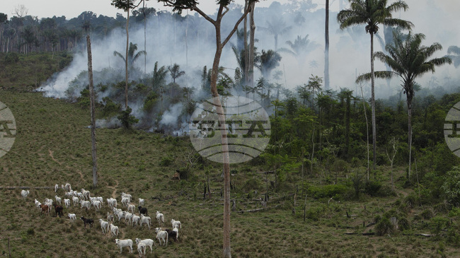 Промишленото скотовъдство опитва да се реабилитира на КОП30 