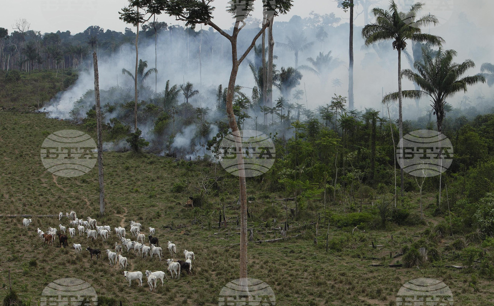 Промишленото скотовъдство опитва да се реабилитира на КОП30 