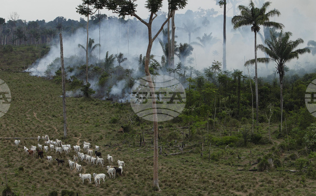 Промишленото скотовъдство опитва да се реабилитира на КОП30 