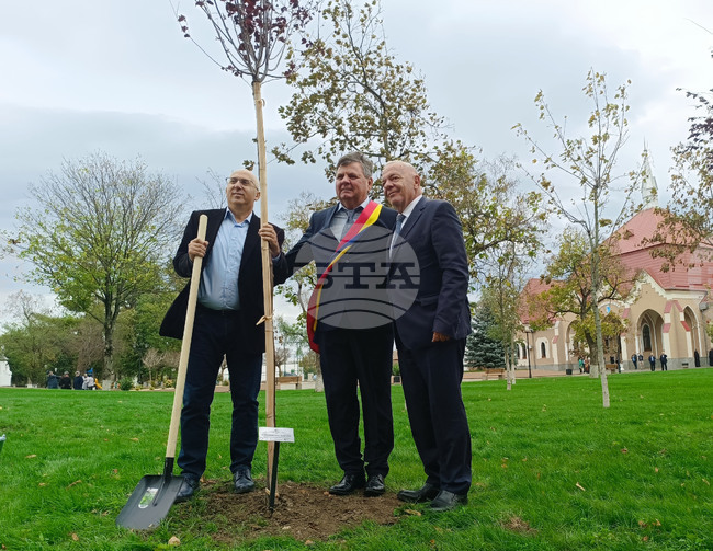 Румъния - дръвчета - засаждане