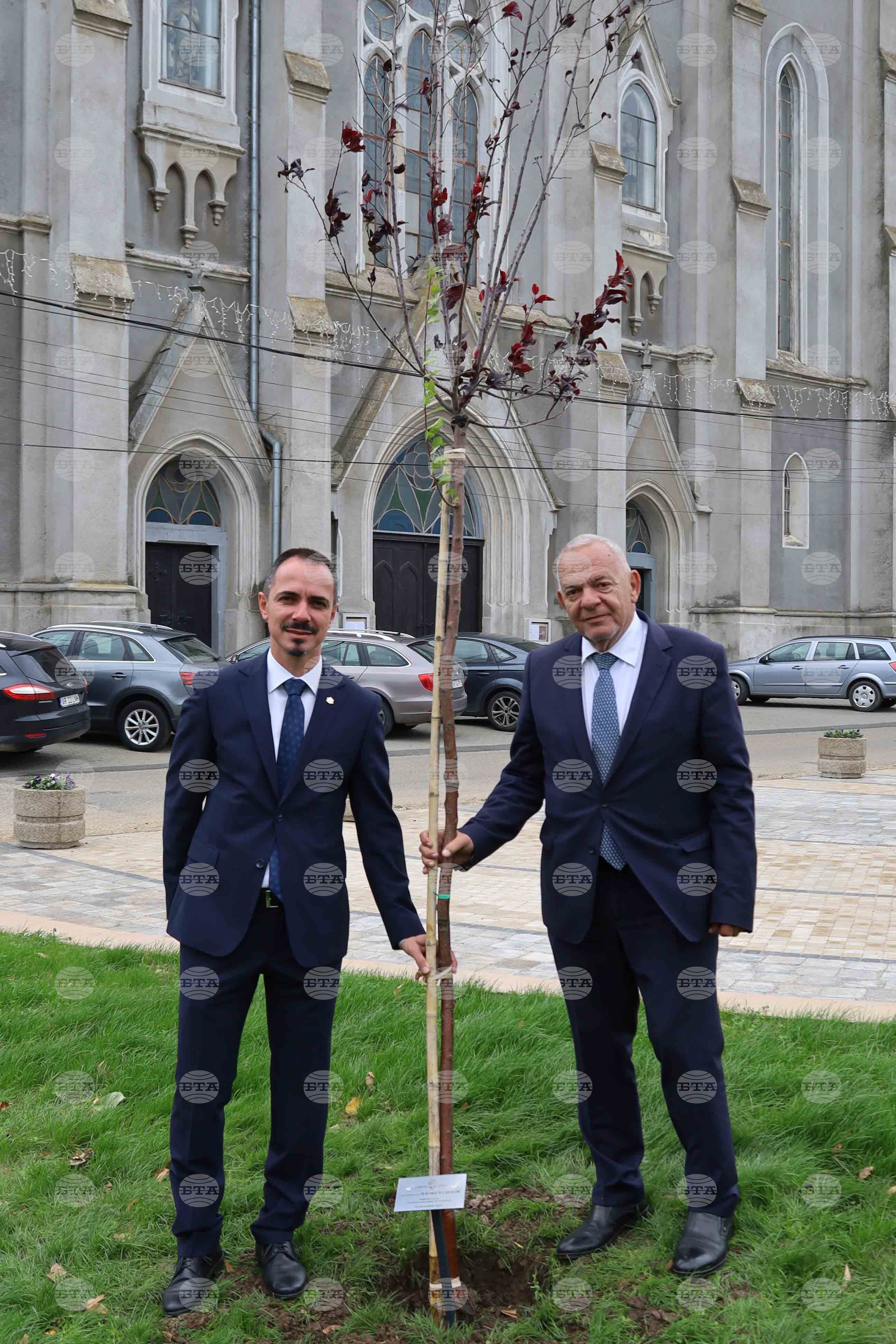 Румъния - дръвчета - засаждане