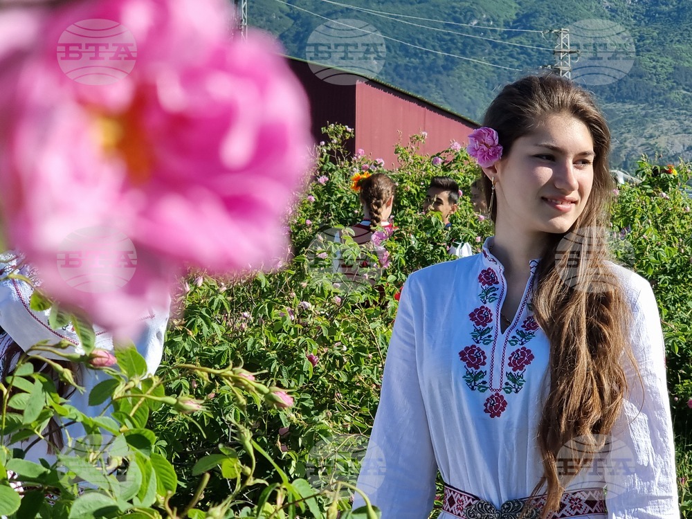 Rose Picking Officially Begins in Karlovo