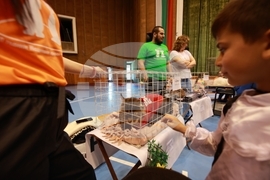 Габрово - ревю на котки