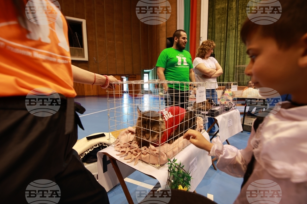 Габрово - ревю на котки