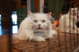 Габрово - ревю на котки