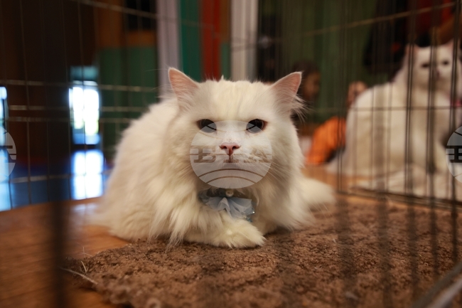 Габрово - ревю на котки