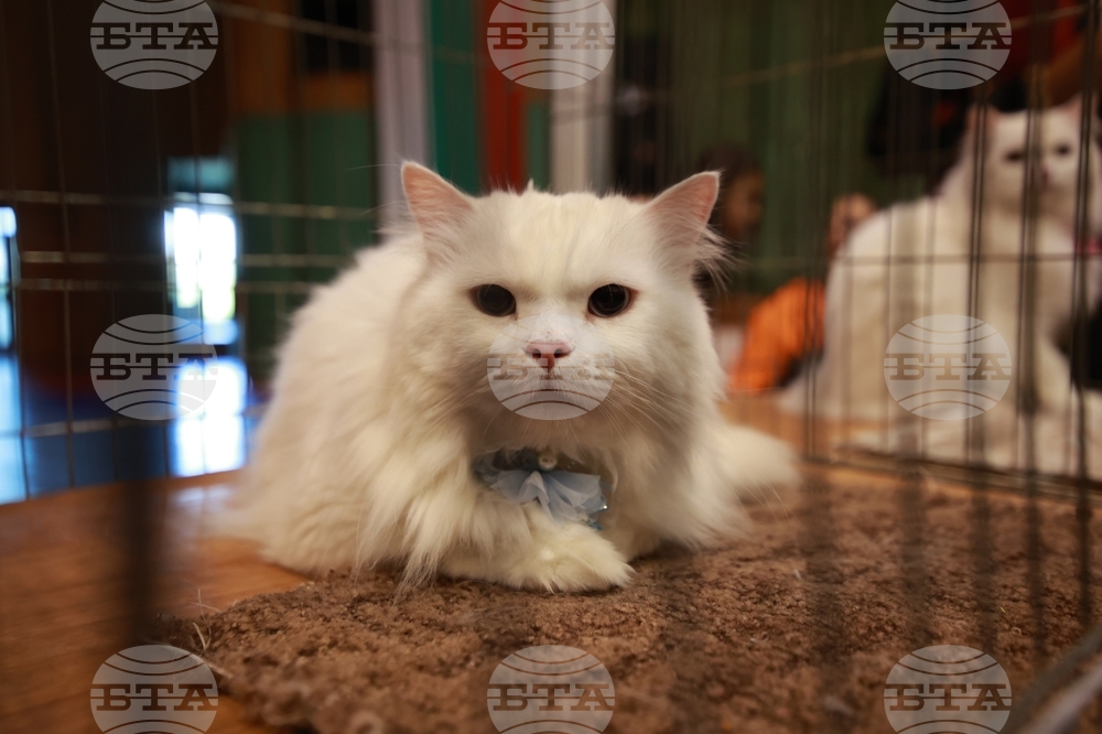 Габрово - ревю на котки