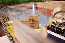 Габрово - ревю на котки