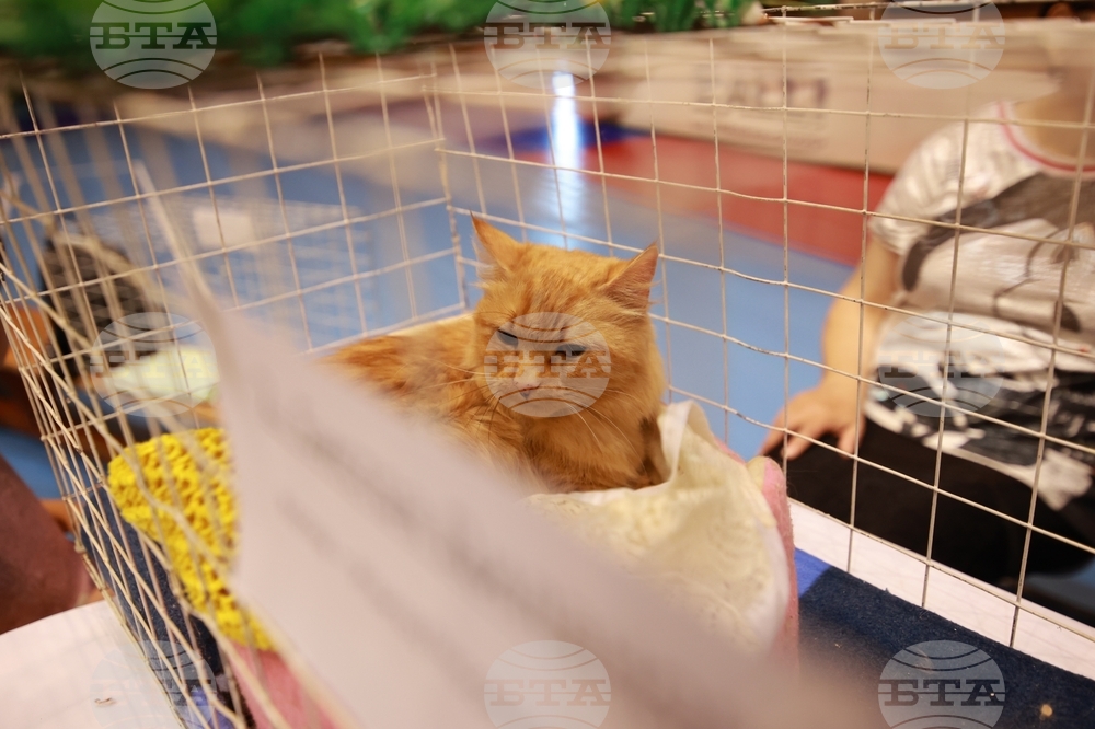 Габрово - ревю на котки