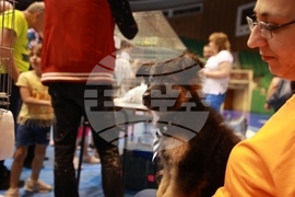 Габрово - ревю на котки