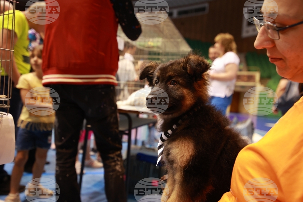 Габрово - ревю на котки