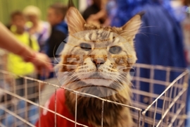 Габрово - ревю на котки