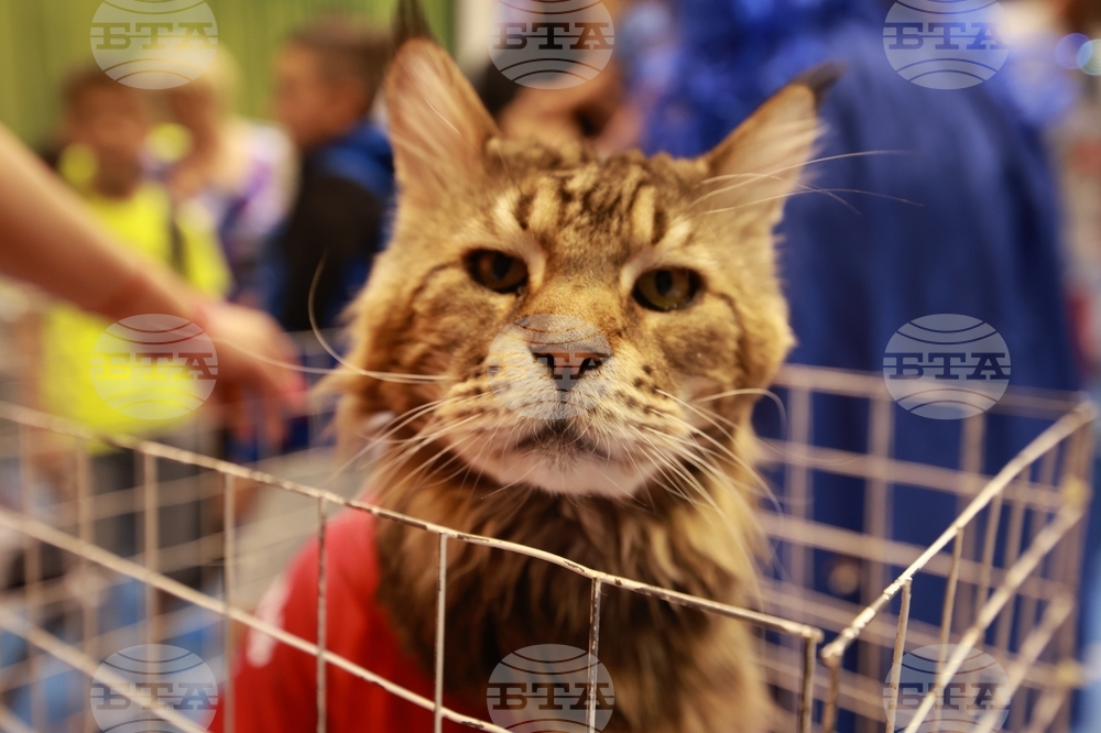 Габрово - ревю на котки