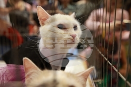 Габрово - ревю на котки