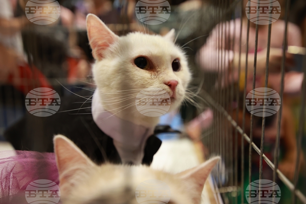 Габрово - ревю на котки