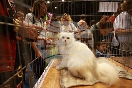 Габрово - ревю на котки