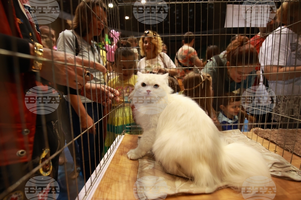 Габрово - ревю на котки