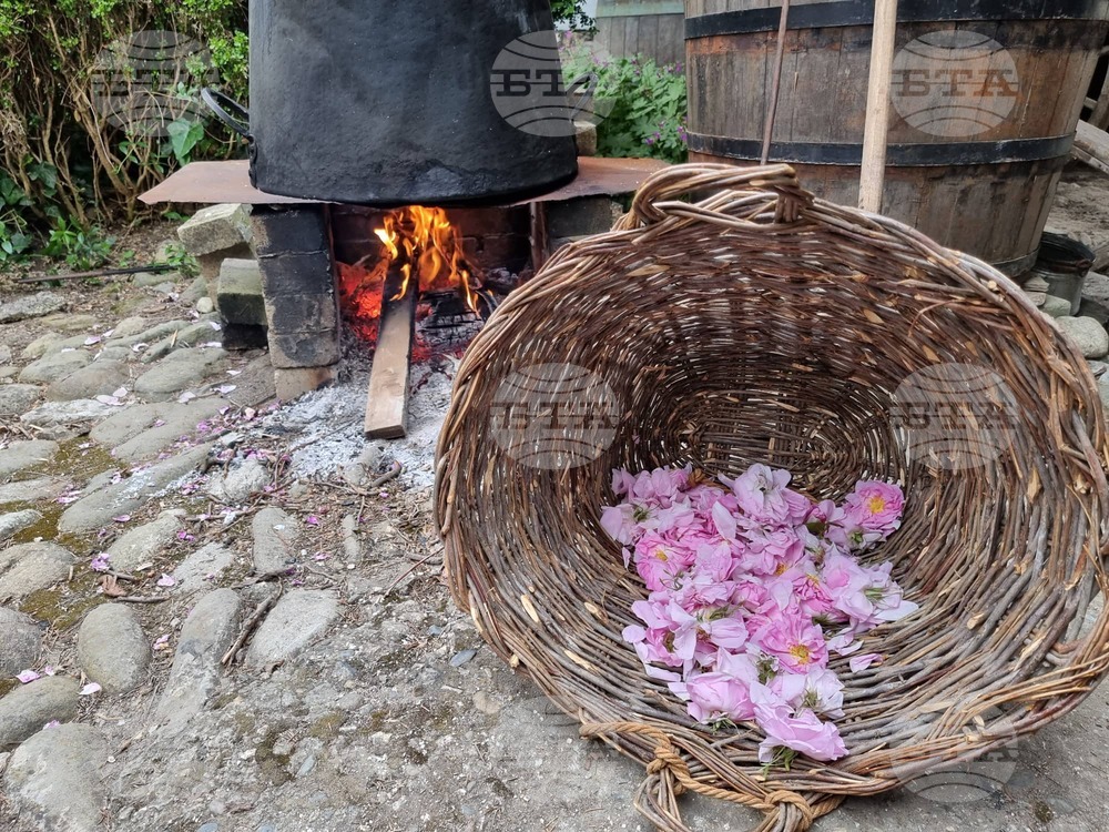 Tourists Show "Huge Interest" in 120th Rose Festival in Kazanlak