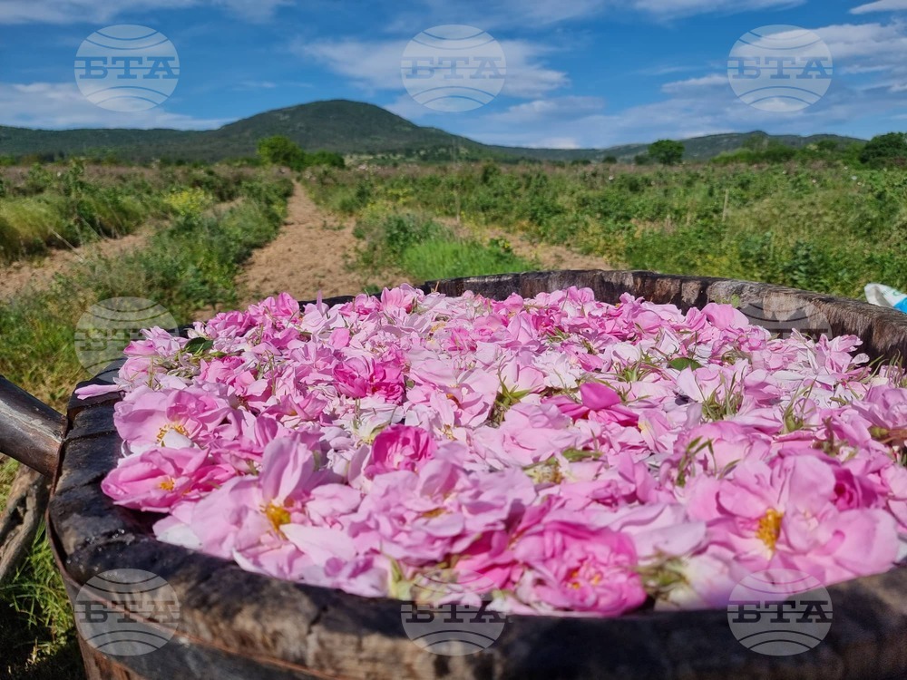 Bulgarian Rose Oil Listed in WIPO International Register