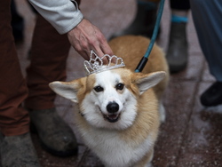 Canada Corgi Parade