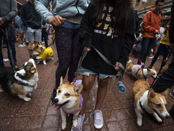 Canada Corgi Parade