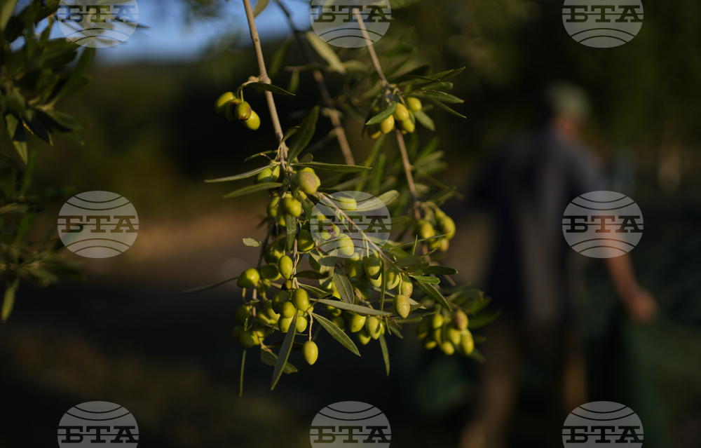 Археологически разкопки показват, че производството на зехтин в Хърватия е на повече от хиляда и петстотин години