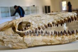 Исперих - палеонтоложко изложение