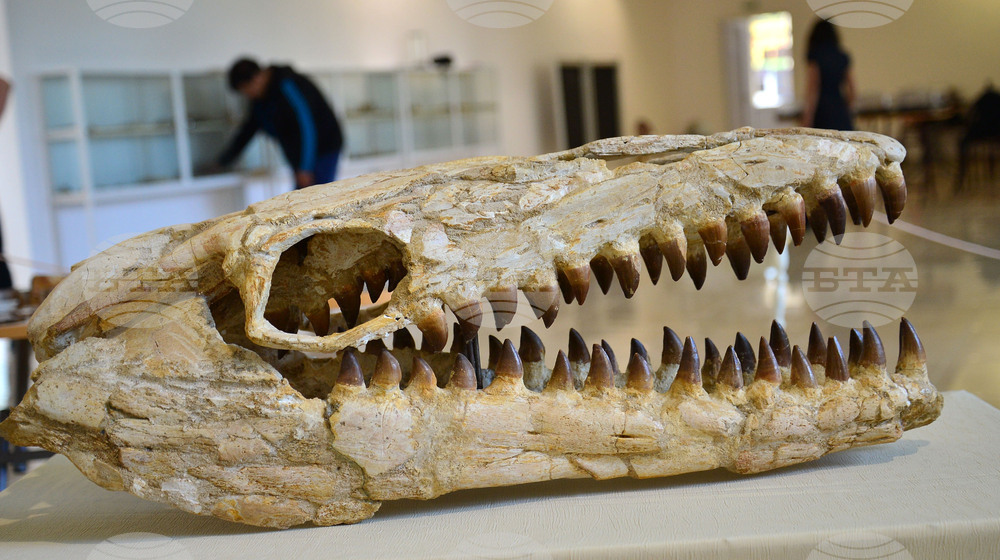 Исперих - палеонтоложко изложение